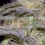 SENSI STAR 