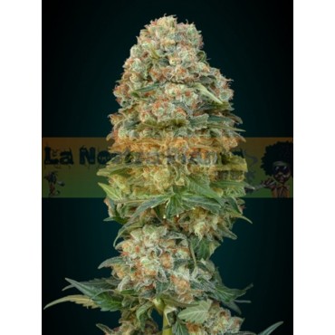 AFGHAN SKUNK