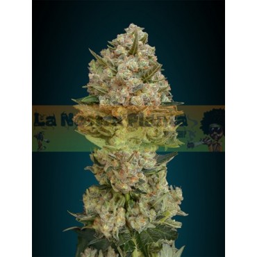 CRITICAL +