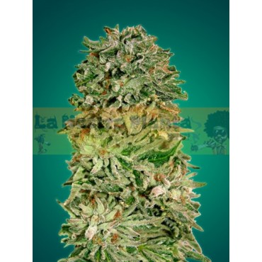 SHARK WIDOW CBD