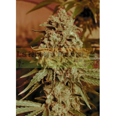 Somango Widow