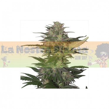 Red Dwarf Auto Buddha seeds