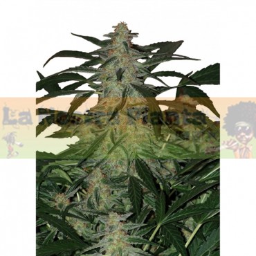 DEIMOS auto Buddha Seeds