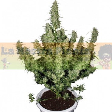 MAGNUM auto Buddha seeds