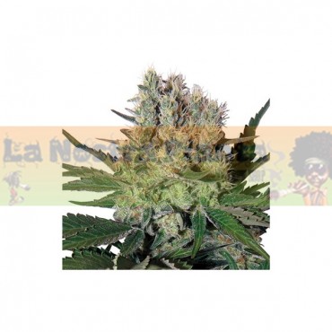 SYRUP Auto Buddha Seeds