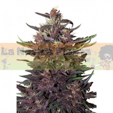 PURPLE KUSH Auto Buddha Seeds