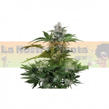 WHITE DWARF Auto Buddha seeds