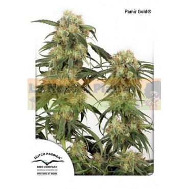 PAMIR GOLD DUTCH PASSION