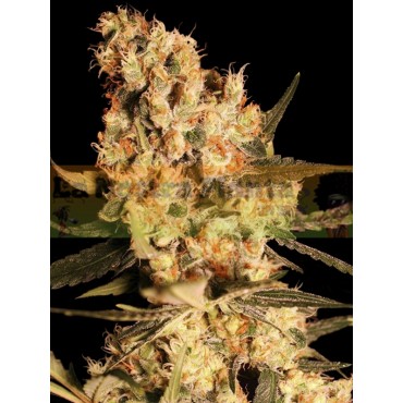 JAMAICA DREAM 3+1