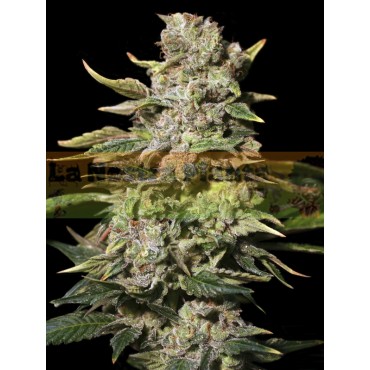 TNT KUSH 3+1