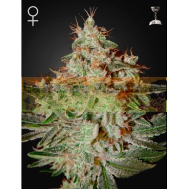 LEMON SKUNK