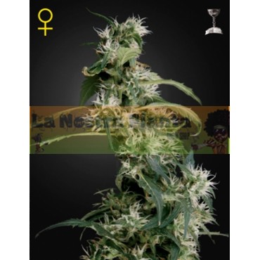 ARJANS ULTRA HAZE Nº2