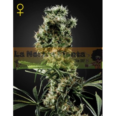 ARJANS HAZE Nº2