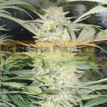 WHITE WIDOW