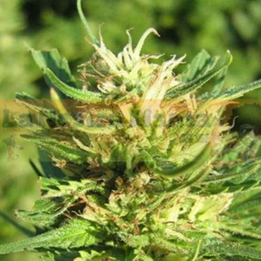 SUPER SKUNK 5 SEMILLAS