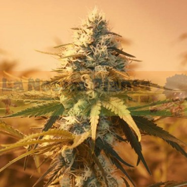 AK 48 5 SEMILLAS