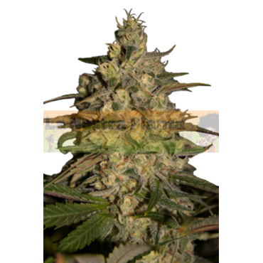SILVER JACK 5 semillas