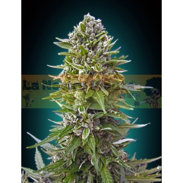 Auto Northern Light XXL