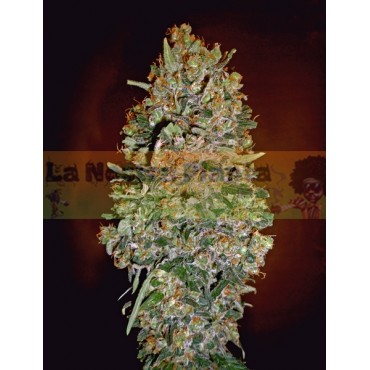 Auto chocolate Skunk