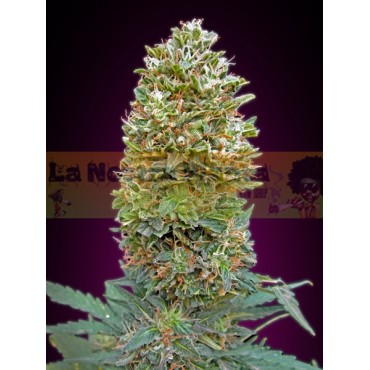 Auto Bubble Gum XXL