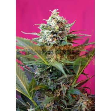 Big Devil XL Auto