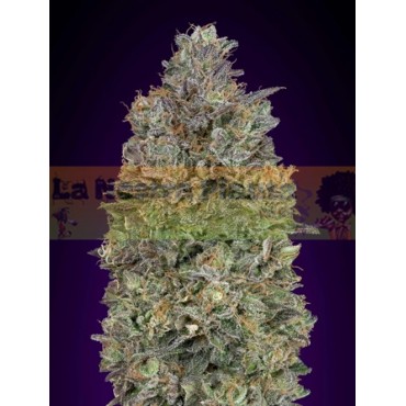 Critical Purple Kush