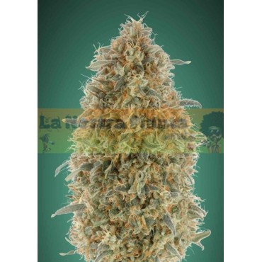 Gorilla Blue
