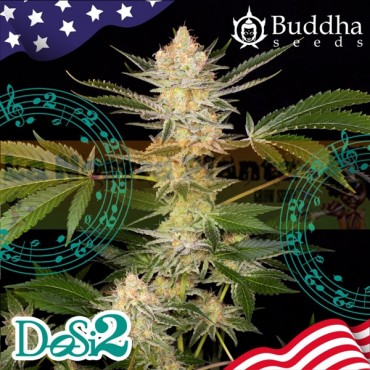 Buddha DoSi2