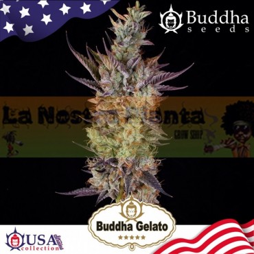 Buddha Gelato