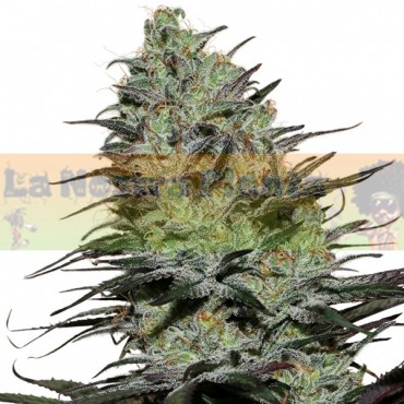 Morpheus Buddha Seeds