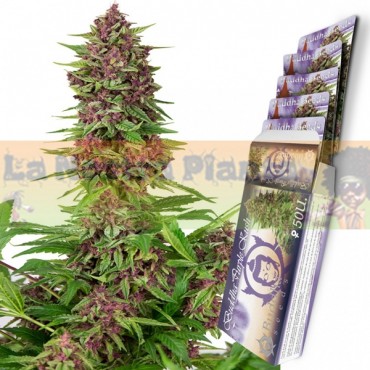 Purple Kush Buddha Seeds