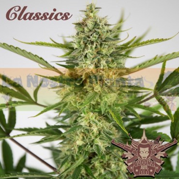 Auto AK Buddha seeds