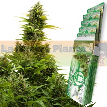Medikit Auto Buddha Seeds