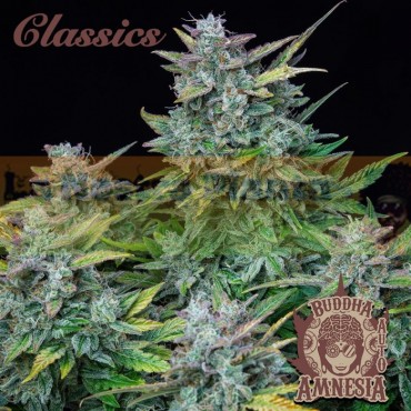 Amnesia Auto Buddha Seeds