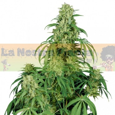 Calamity Jame Auto Buddha...