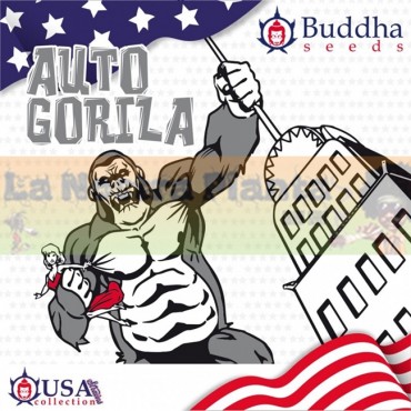 Gorila Auto Buddha Seeds