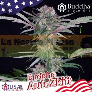 Auto Zkitt Buddha Seeds