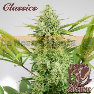 Auto Skunk Buddha Seeds