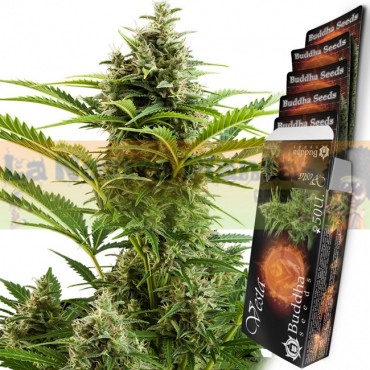 Auto Vespa Buddha Seeds