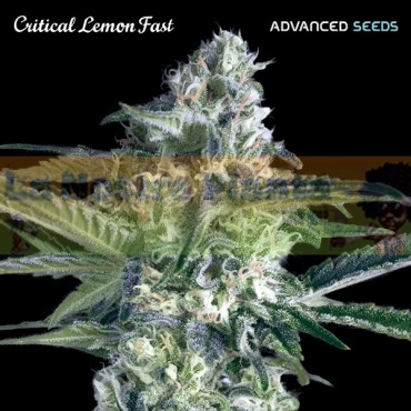 Critical Lemon Fast...