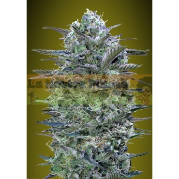 Critical Lemon Advanced Seeds