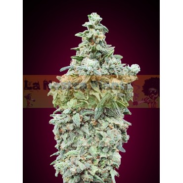 Cherry Pie Advanced Seeds