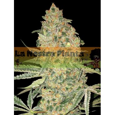 Bruce Banner Advanced Seeds