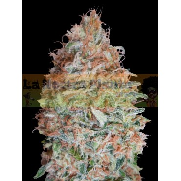 Banana Cookies Advanced Seeds
