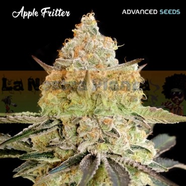 Apple Fritter Advanced Seeds