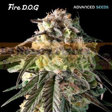 Fire Dog Advanced Seeds