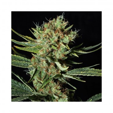 ONLY CBD