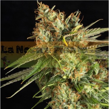 LEMON KING