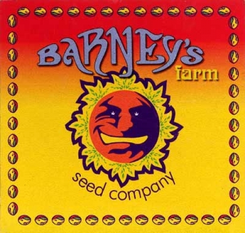 BARNEY'S FARM FEMINIZADAS