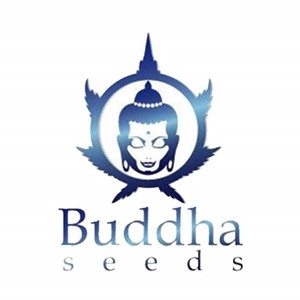 Buddha Seeds